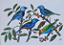 Fine Art Ornitologia e Arte - Saíras da Amazônia - Imagem 1
