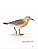 Livro Aves Migratórias no Brasil - Karlla Barbosa e Noris Lima Capa Azul Marinho - Imagem 4