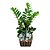 Zamioculcas Africana - Imagem 2