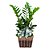 Zamioculcas Africana - Imagem 1