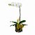Orquídea Luxo - Imagem 2