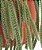 Loja de Suculentas Cacto Raro Rabo de Rato, Aporocactus flagelliformis, Planta de Cacto 6 com Hanger, Planta de Interior de Baixa Manutenção, Cacto Resistente, Presente e J - Imagem 2