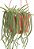 Loja de Suculentas Cacto Raro Rabo de Rato, Aporocactus flagelliformis, Planta de Cacto 6 com Hanger, Planta de Interior de Baixa Manutenção, Cacto Resistente, Presente e J - Imagem 3