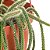 Loja de Suculentas Cacto Raro Rabo de Rato, Aporocactus flagelliformis, Planta de Cacto 6 com Hanger, Planta de Interior de Baixa Manutenção, Cacto Resistente, Presente e J - Imagem 4