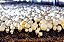 Lâmpadas de Cultivo Interno de LED Miracle LED Shroom Grow para Cogumelos Ostra, Shiitake, Lions Mane, etc. com Espectro Completo de Luz Natural Absoluta Substitui Lâmpadas de Cultivo de LED de - Imagem 2