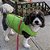 Colete Acolchoado para Cachorro Gooby - Verde Sólido, Pequeno - Colete Quente com Zíper e Fleece para Cachorro com Dupla Argola para Coleira - Suéter Resistente à Água para Cachorro Pe - Imagem 5