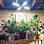 Luz de Crescimento de Plantas SANSI LED, LED de Espectro Completo 60W com Lente Óptica para Alto PPFD, Perfeito para Plantas de Estufa Internas, com Gancho. - Imagem 4