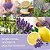 Vela grande com 2 pavios e aroma de limão e lavanda da Yankee Candle, 20 oz, com mais de 60 horas de queima. - Imagem 3