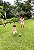 Bermuda Rustica Kids Tiaki Listrada - Caque e Cru - Imagem 8