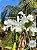Guarianthe skinneri alba Adulta - Imagem 1