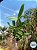 Guarianthe skinneri alba Adulta - Imagem 2