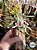 Leptotes bicolor - ADULTA ENRAIZADA NO TOQUINHO - Imagem 1