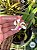 Leptotes bicolor - ADULTA ENRAIZADA NO TOQUINHO - Imagem 2