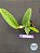 Cattleya Walkeriana Tipo (William Rahd X Carrossel) - Seedling - Imagem 1