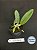 Cattleya Walkeriana Var. Vinicolor X Labeloide - Seedling - Imagem 1