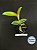 Cattleya Amethystoglossa (Lilacina X Ameziana) - (seedling) - Imagem 1