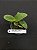Cattleya Nobilior (Lilacina Perola X Fernando Terra) - Seedling - Imagem 1