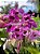 Dendrobium Anosmum X Parishi -ADULTO - Imagem 3