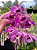 Dendrobium Anosmum X Parishi -ADULTO - Imagem 1