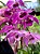 Dendrobium Anosmum X Parishi -ADULTO - Imagem 2