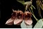 Bulbophyllum frostii- ADULTO - Imagem 2