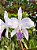 Cattleya warneri coerulea - ADULTA - Imagem 4