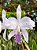 Cattleya warneri coerulea - ADULTA - Imagem 3