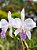 Cattleya warneri coerulea - ADULTA - Imagem 2