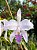 Cattleya warneri coerulea - ADULTA - Imagem 1