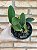 Cattleya walkeriana tipo - Pré adulta - Imagem 6