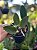Cattleya walkeriana tipo - Pré adulta - Imagem 1