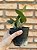 Cattleya walkeriana tipo - Pré adulta - Imagem 5