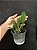 Cattleya walkeriana tipo - Pré adulta - Imagem 3
