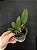 Cattleya walkeriana tipo - Pré adulta - Imagem 2