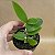 Cattleya aclandiae tipo - Seedling - Imagem 2