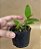 Cattleya aclandiae tipo - Seedling - Imagem 1