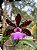 Cattleya Aclandiae Nigrescens - EXEMPLAR UNICO REF-MTSACL57 - Imagem 1