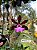 Cattleya Aclandiae Nigrescens - EXEMPLAR UNICO REF-MTSACL57 - Imagem 3
