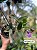 Cattleya Aclandiae Nigrescens - EXEMPLAR UNICO REF-MTSACL57 - Imagem 2
