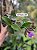 Cattleya Aclandiae Nigrescens - EXEMPLAR UNICO REF-MTSACL58 - Imagem 2