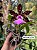Cattleya Aclandiae Nigrescens - EXEMPLAR UNICO REF-MTSACL58 - Imagem 1