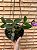 Cattleya Aclandiae Nigrescens - EXEMPLAR UNICO REF-MTSACL59 - Imagem 3