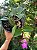 Cattleya Aclandiae Nigrescens - EXEMPLAR UNICO REF-MTSACL59 - Imagem 2