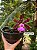 Cattleya Aclandiae Nigrescens - EXEMPLAR UNICO REF-MTSACL59 - Imagem 4