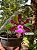 Cattleya Aclandiae Nigrescens - EXEMPLAR UNICO REF-MTSACL59 - Imagem 1