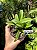 Cattleya alaorii - Exemplar Único refMTSALR02 - Imagem 2
