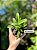 Cattleya alaorii - Exemplar Único refMTSALR02 - Imagem 1
