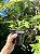 Cattleya alaorii - Exemplar Único refMTSALR03 - Imagem 3