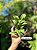 Cattleya alaorii - Exemplar Único refMTSALR03 - Imagem 1