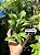 Cattleya alaorii - Exemplar Único refMTSALR03 - Imagem 2